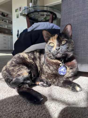 Customer photo review of Astro Cat