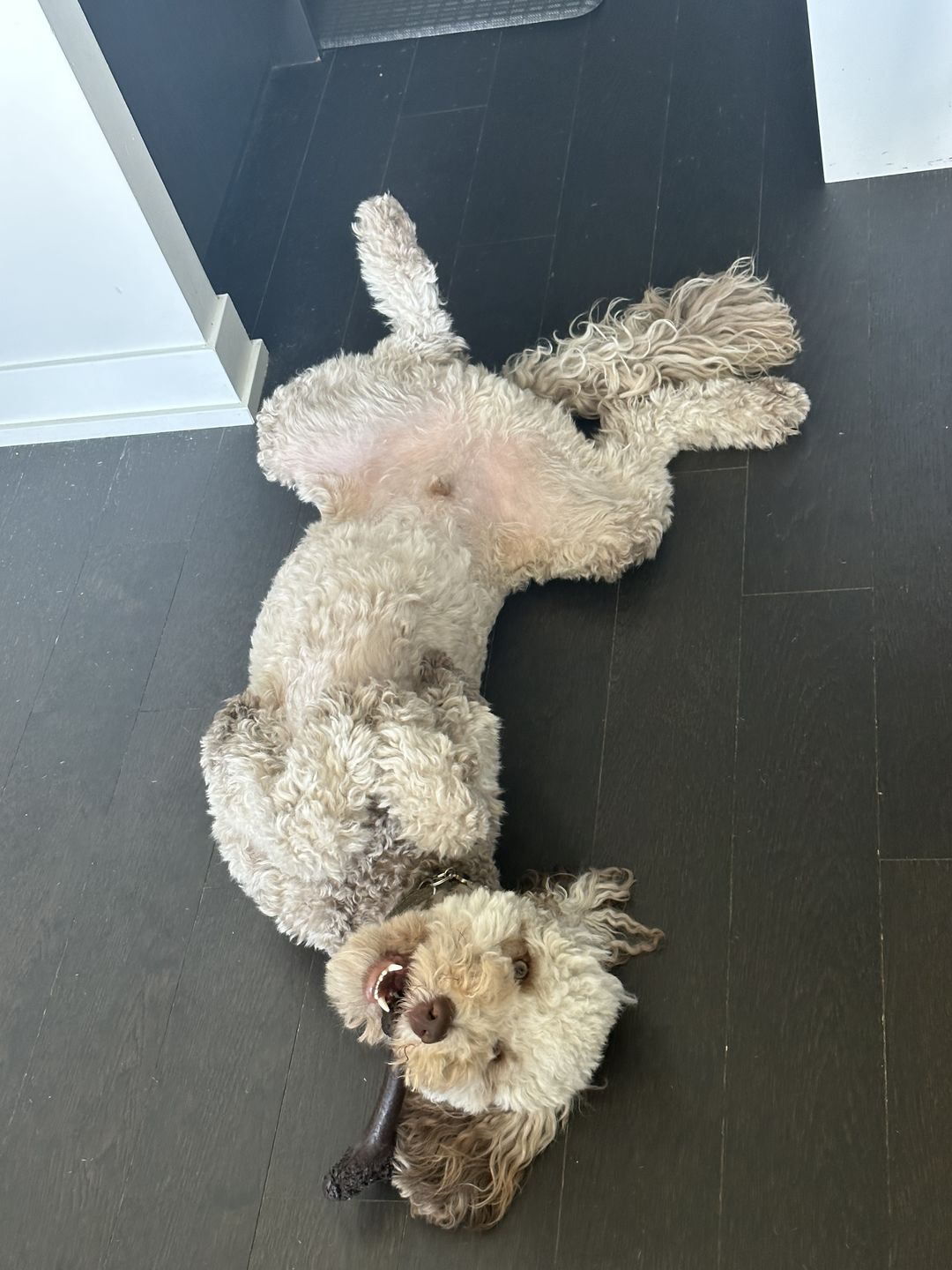 Customer photo review of Give A Dog A Bone!