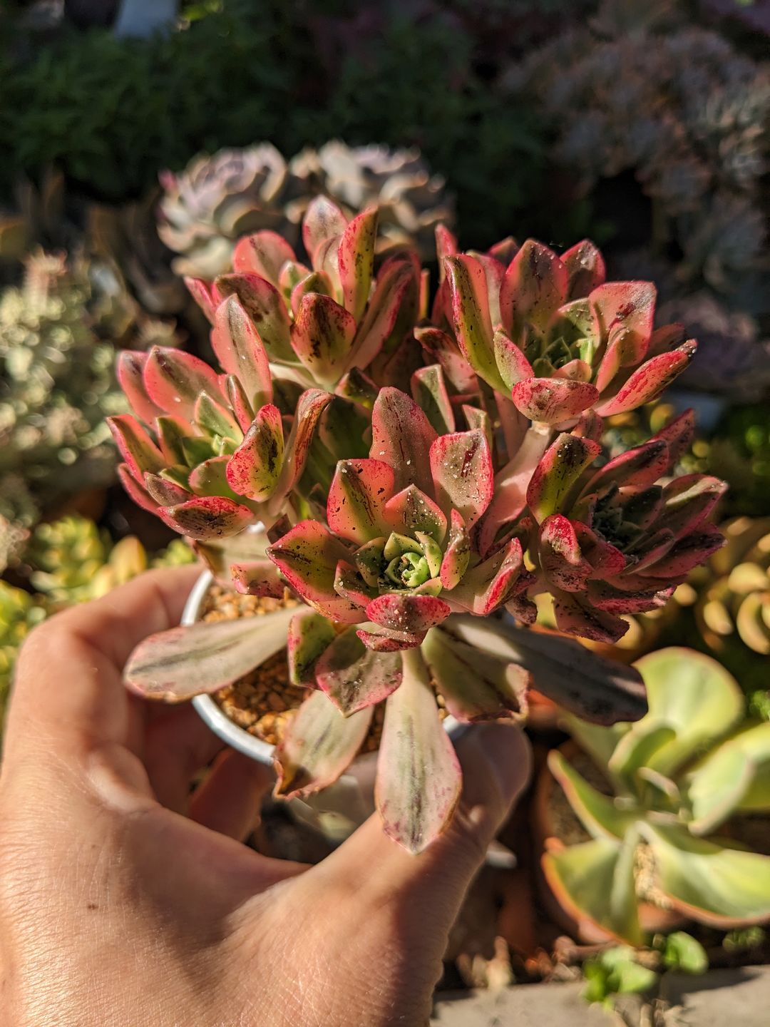 Customer photo review of Aeonium Bronze Medal Variegated 'Sweet Tea'