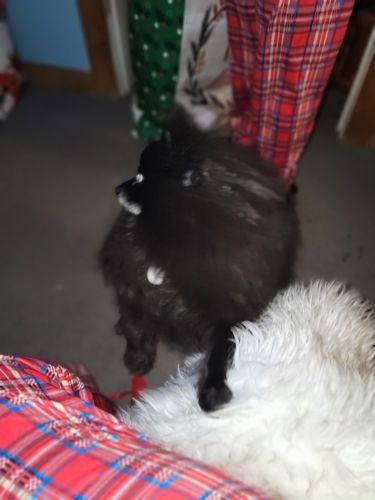 Customer photo review of Pink