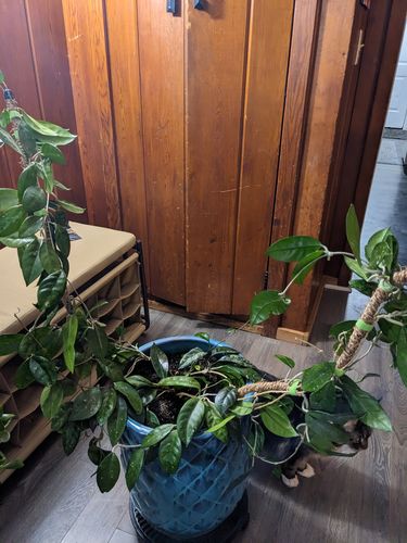 Customer photo of The Original Bendable Coir Pole™ - Best Seller (Tape Included) from Teah P.