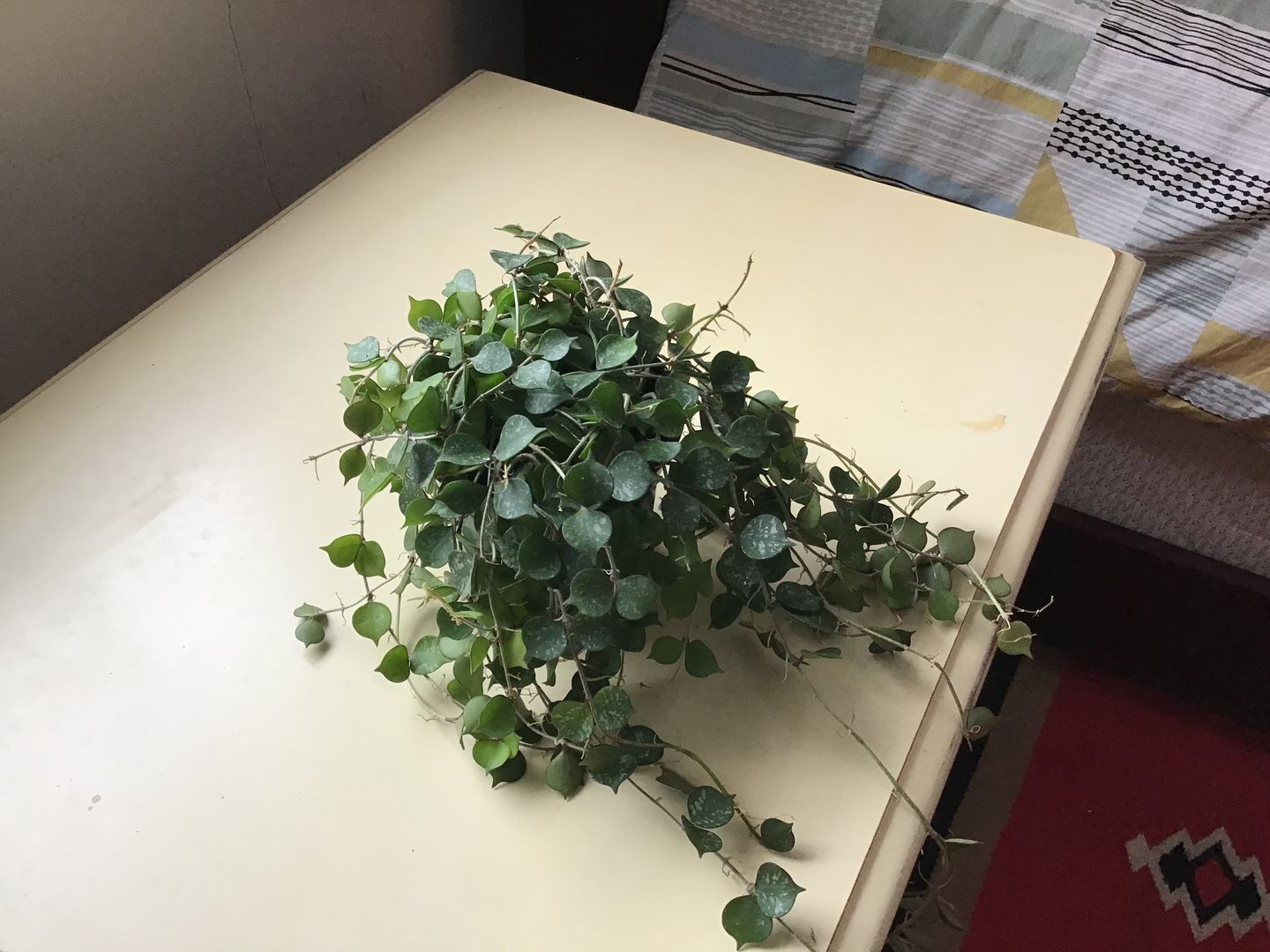 Customer photo review of 4" Hoya curtisii