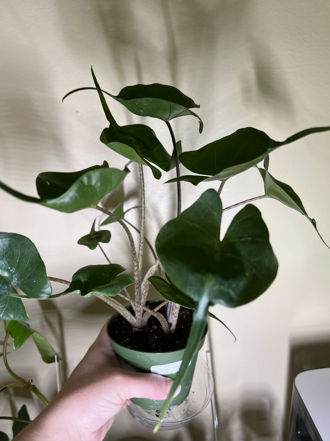 Customer photo review of 4" Philodendron hastatum "Silver Sword" - MULTI STEM!