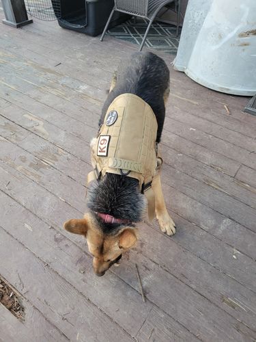 Customer photo review of 10-In-1 Tactical K9 Harness System - Full Set Dog Harness Bundle (Includes: Tactical No-Pull Dog Harness + Bungee Leash + Collar + MOLLE Pouches + First Aid Kit + 12 Hook & Loop Patches + Dog Goggles + Safety Belt + Travel Water Bowl + Dog Waste Bags)