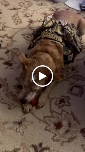 Customer video review of 10-In-1 Tactical K9 Harness System - Full Set Dog Harness Bundle (Includes: Tactical No-Pull Dog Harness + Bungee Leash + Collar + MOLLE Pouches + First Aid Kit + 12 Hook & Loop Patches + Dog Goggles + Safety Belt + Travel Water Bowl + Dog Waste Bags)