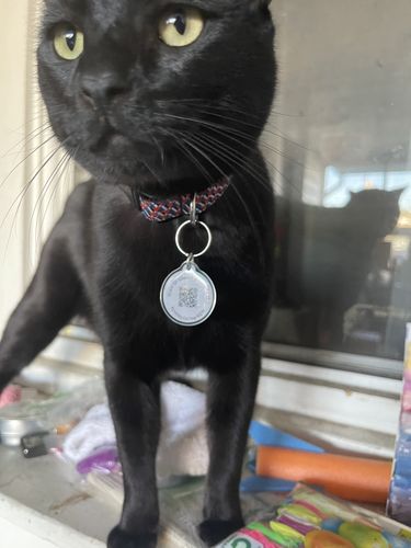 Customer photo review of Yoga Cat