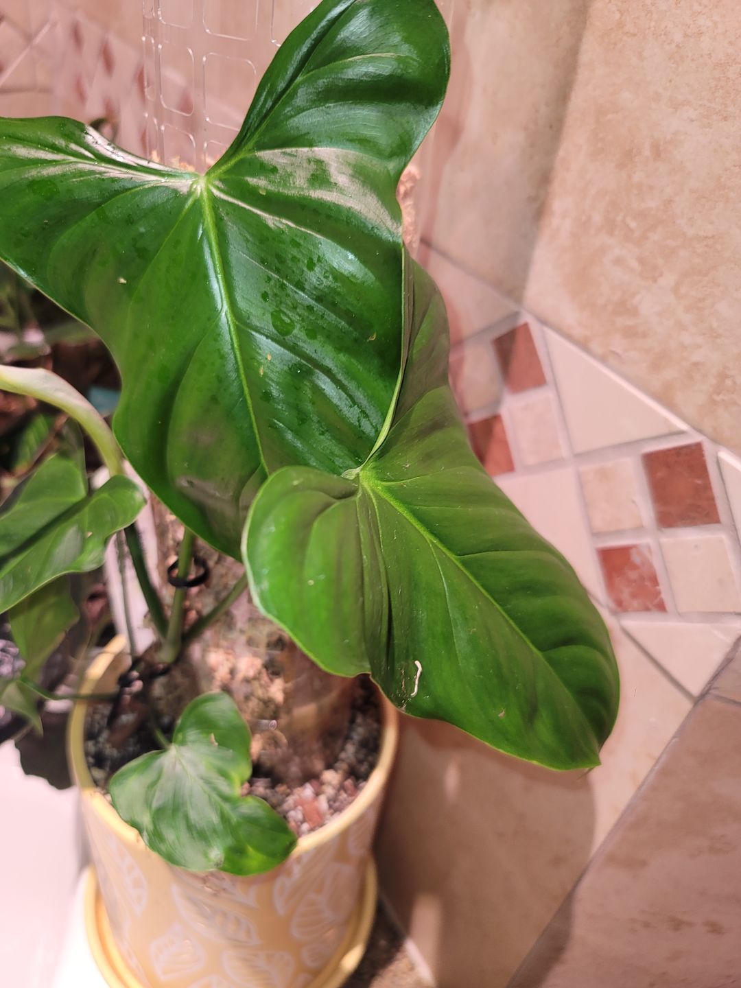 Customer photo review of 4" Ficus deltoidea