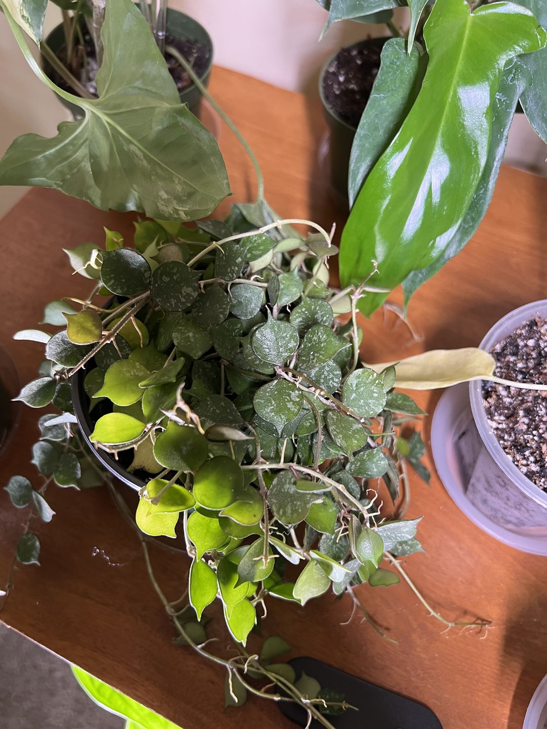 Customer photo review of 4" Hoya curtisii