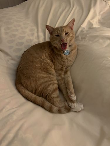 Customer photo review of Yoga Cat