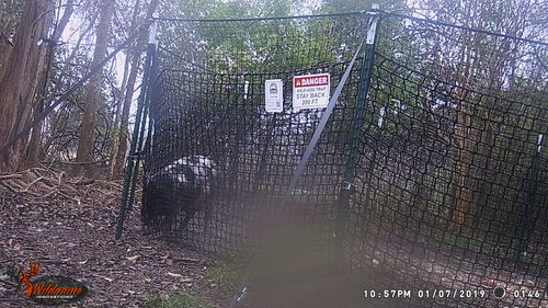 Customer photo review of Pig Brig Trap System