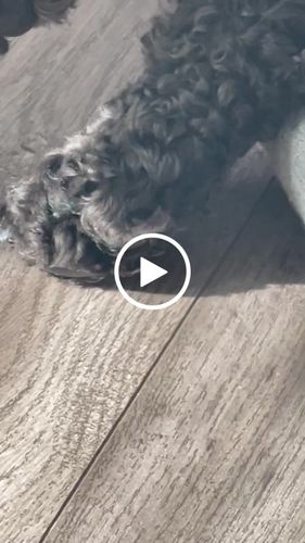 Customer video review of Cocoa Butter Body Butter