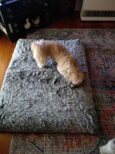 Customer photo review of PaWz  Multimat