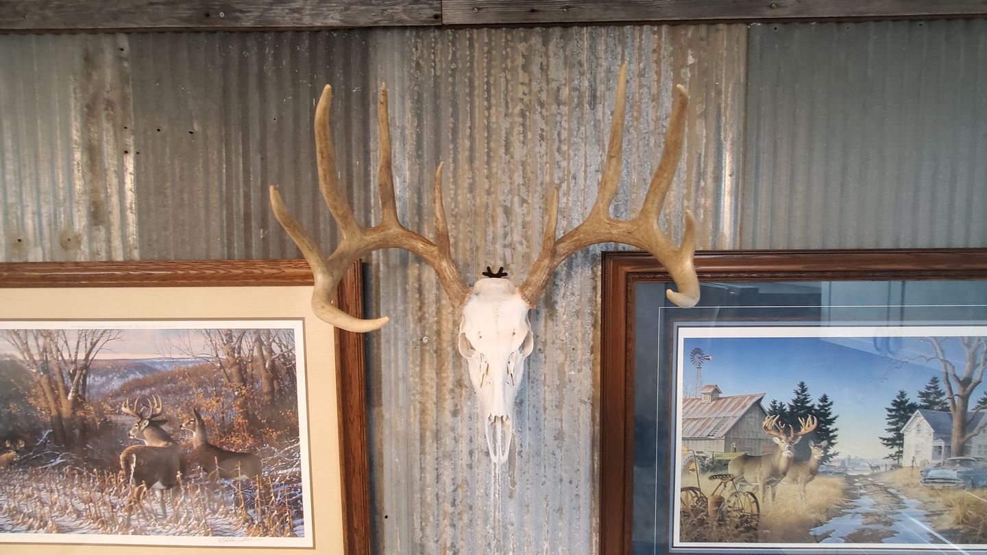 Customer photo review of European Trophy Mount - Small Hook - 5 PACK