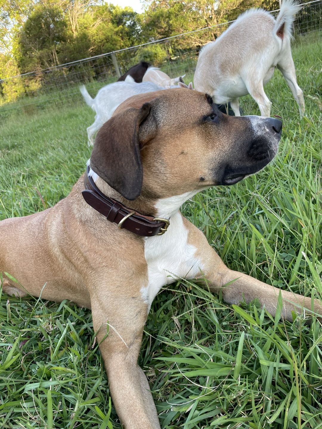 Customer photo review of Dog Collar