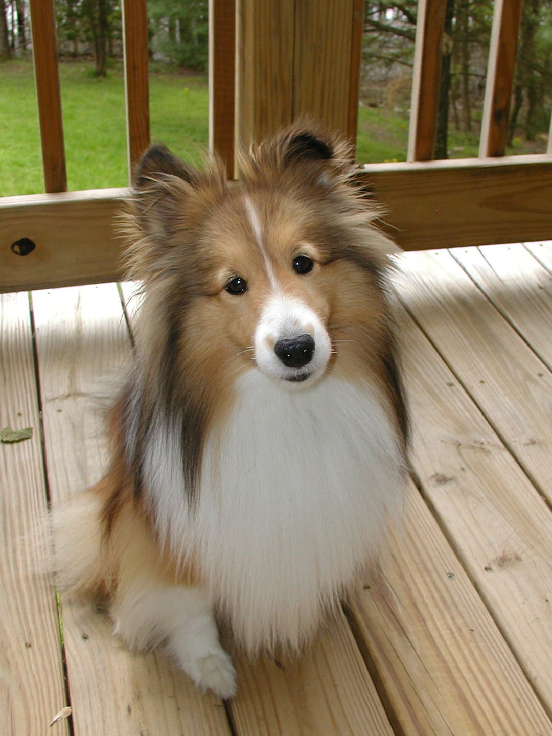 Customer photo review of KING KALM™ CBD 150mg - Medium Size Pet Formula (5mg of CBD per 1ml)