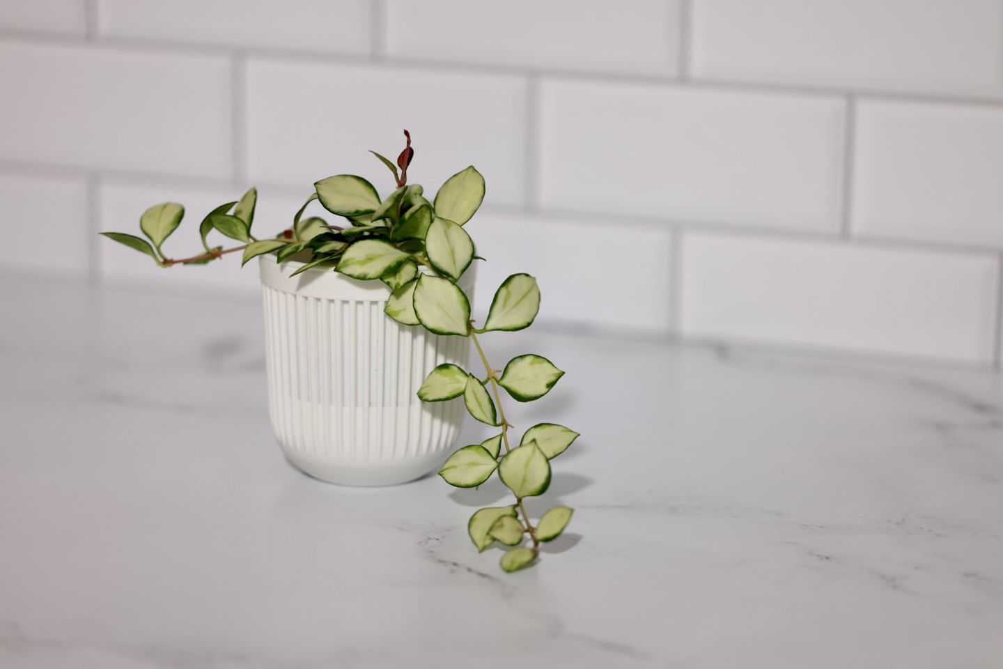 Customer photo review of Onyx Marble/Alpine Marble - XL