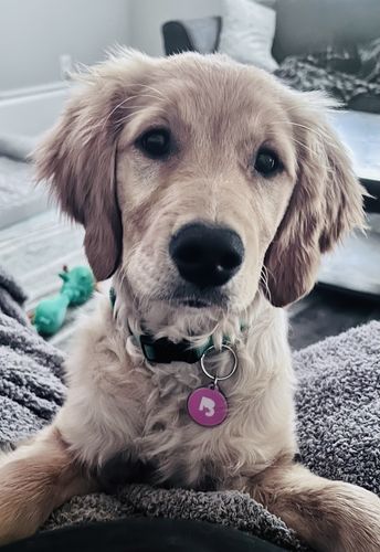 Customer photo review of Pink