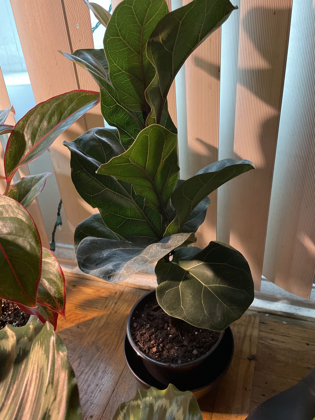 Customer photo review of 4" Ficus lyrata 'Little Sunshine'