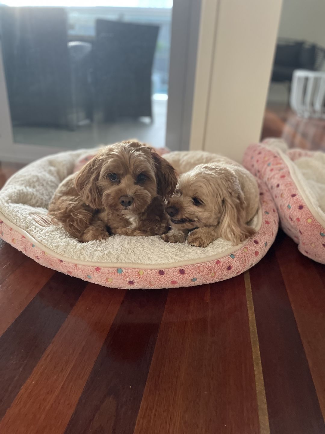 Customer photo review of Premium Chicken Chews