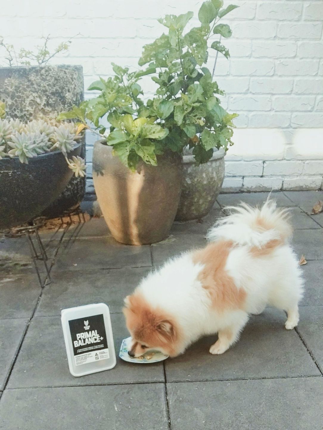 Customer photo review of PRIMAL BALANCE+ - Raw food mix for dogs