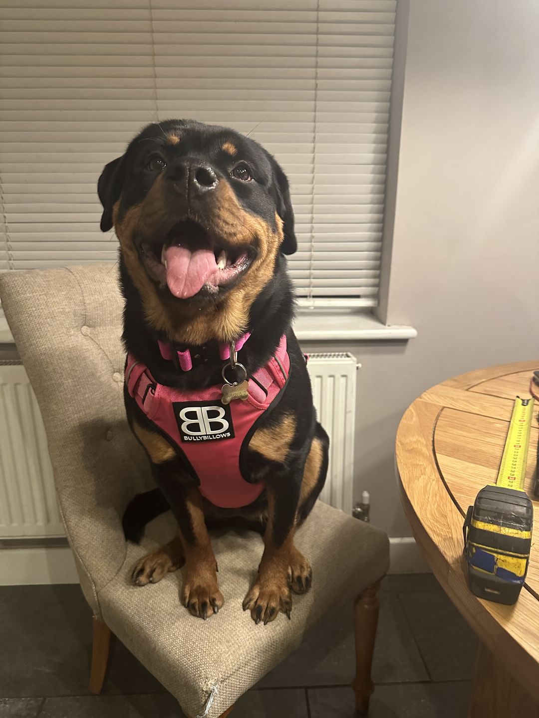 Customer photo review of Premium Comfort Harness | Non Restrictive & Adjustable - Magenta