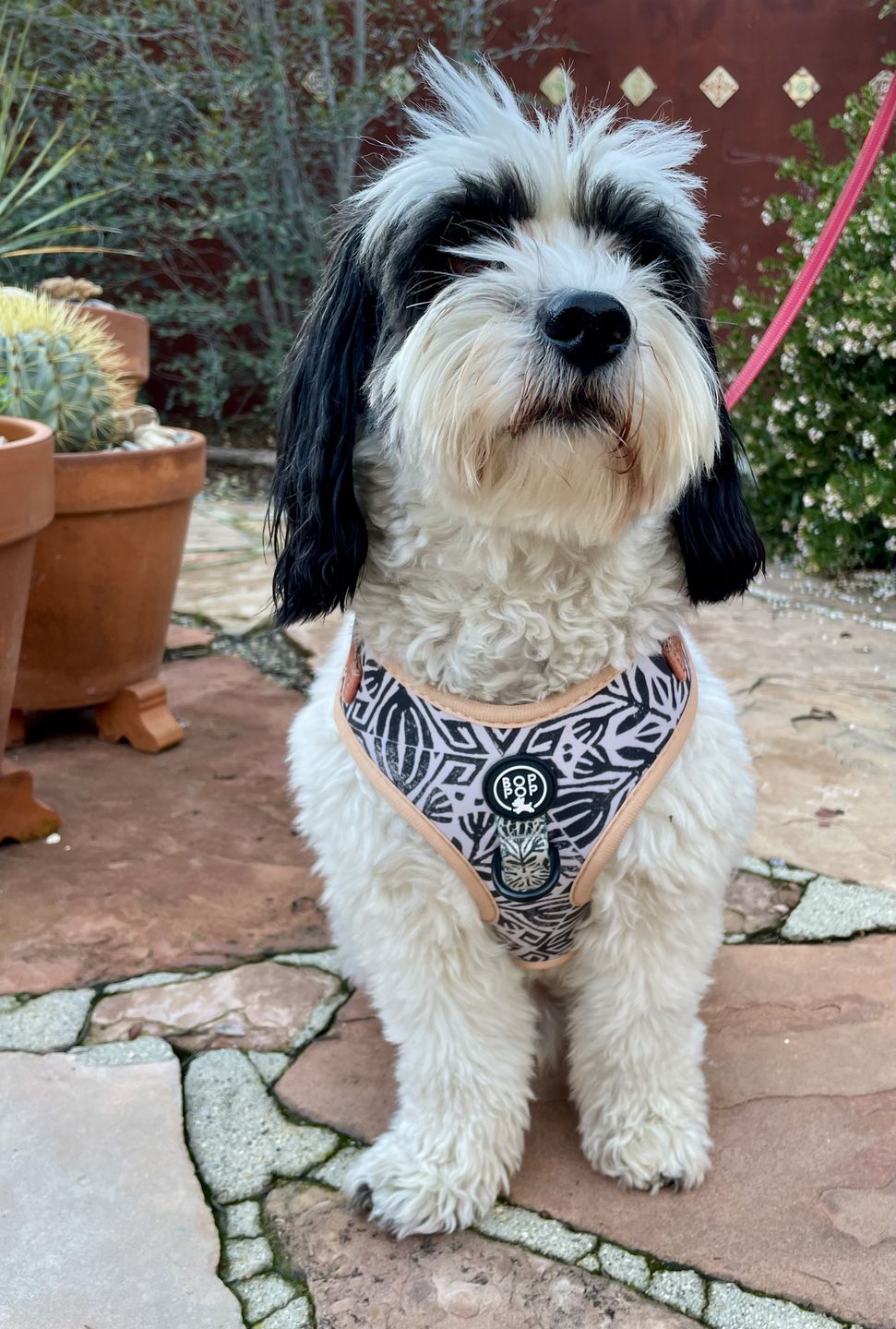 Customer photo review of TIERRA LUNA Dog Harness