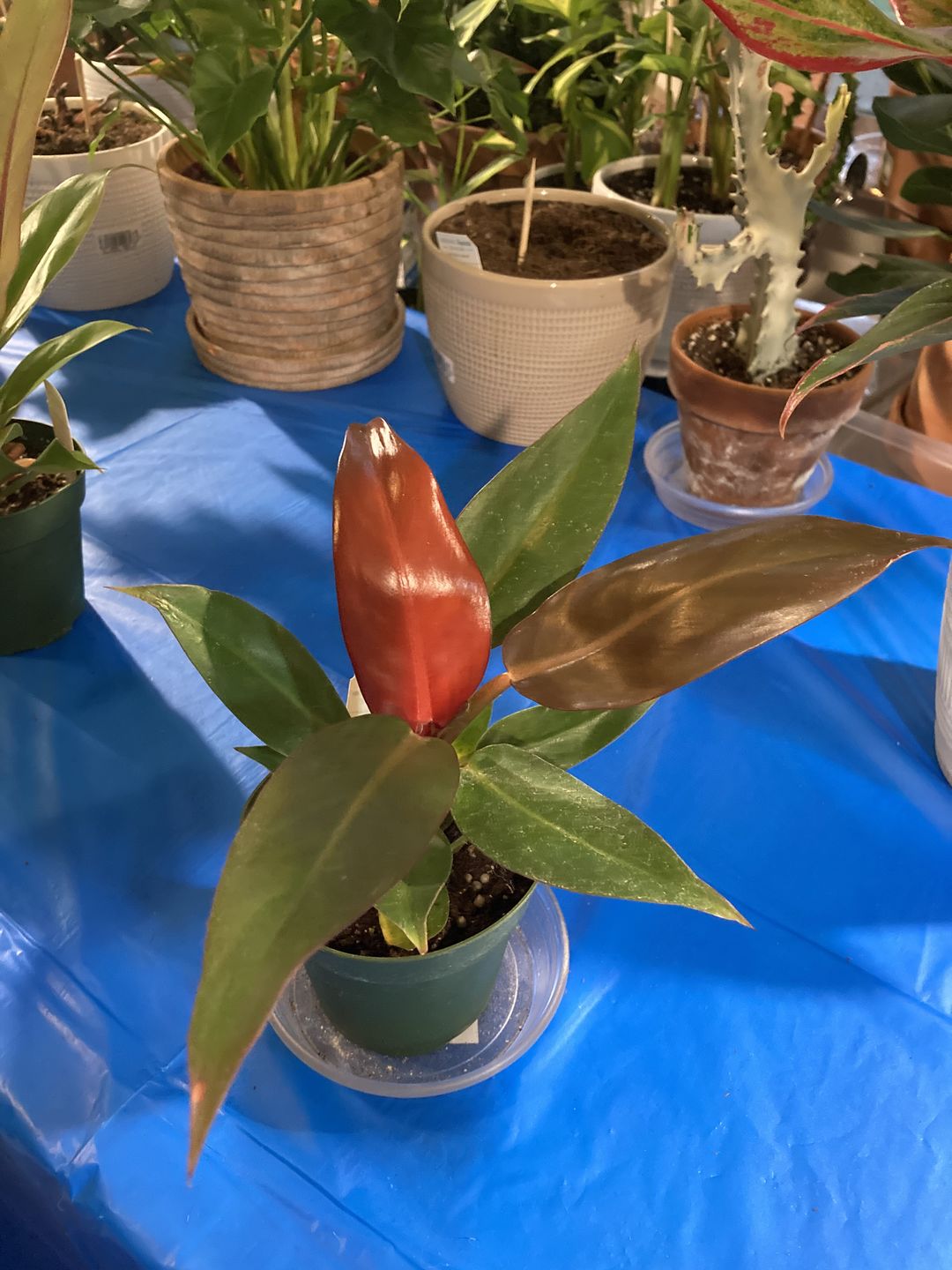 Customer photo review of 4" Philodendron 'Sun Red'