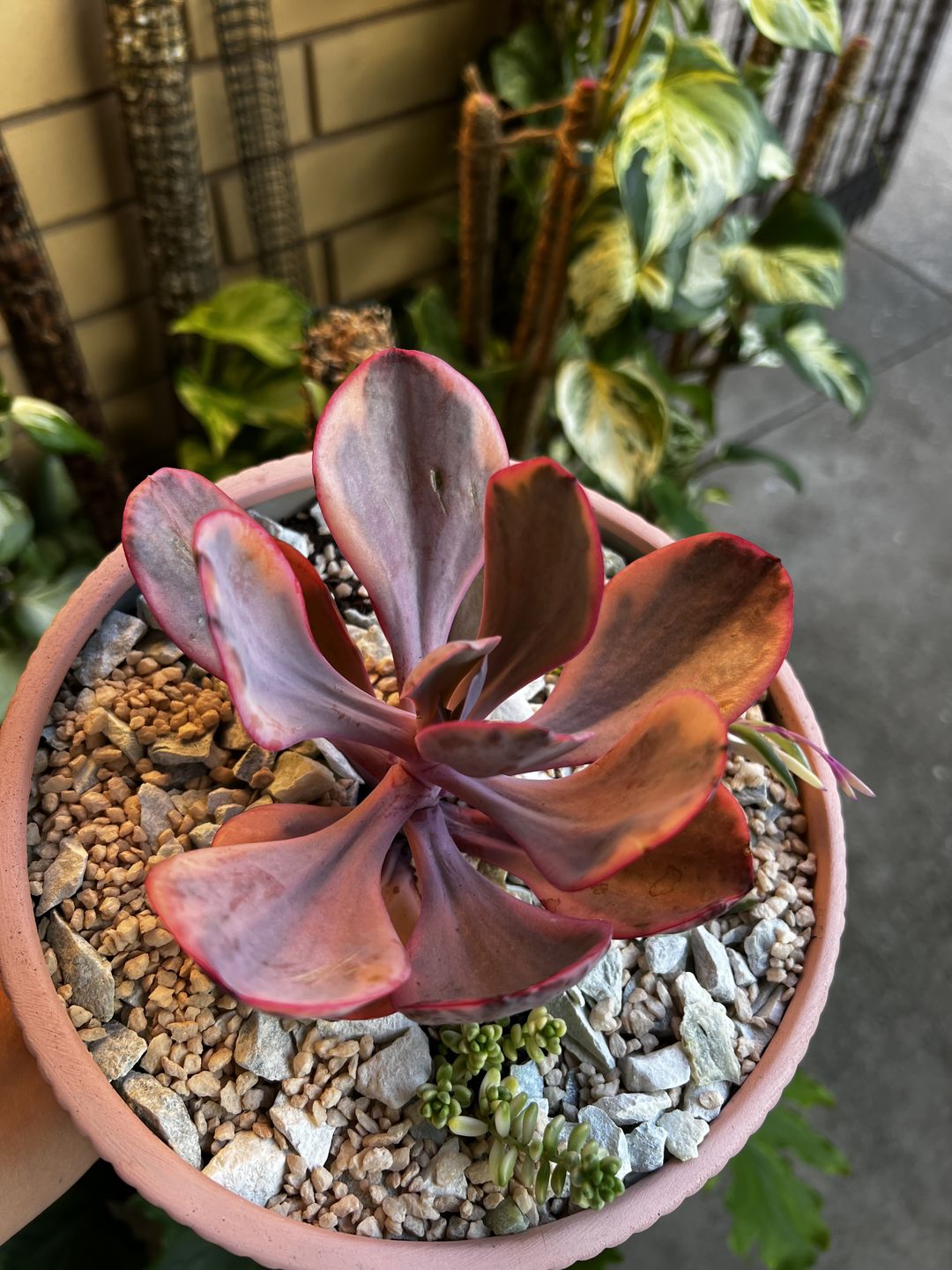 Customer photo review of Echeveria Angel Wings Variegated