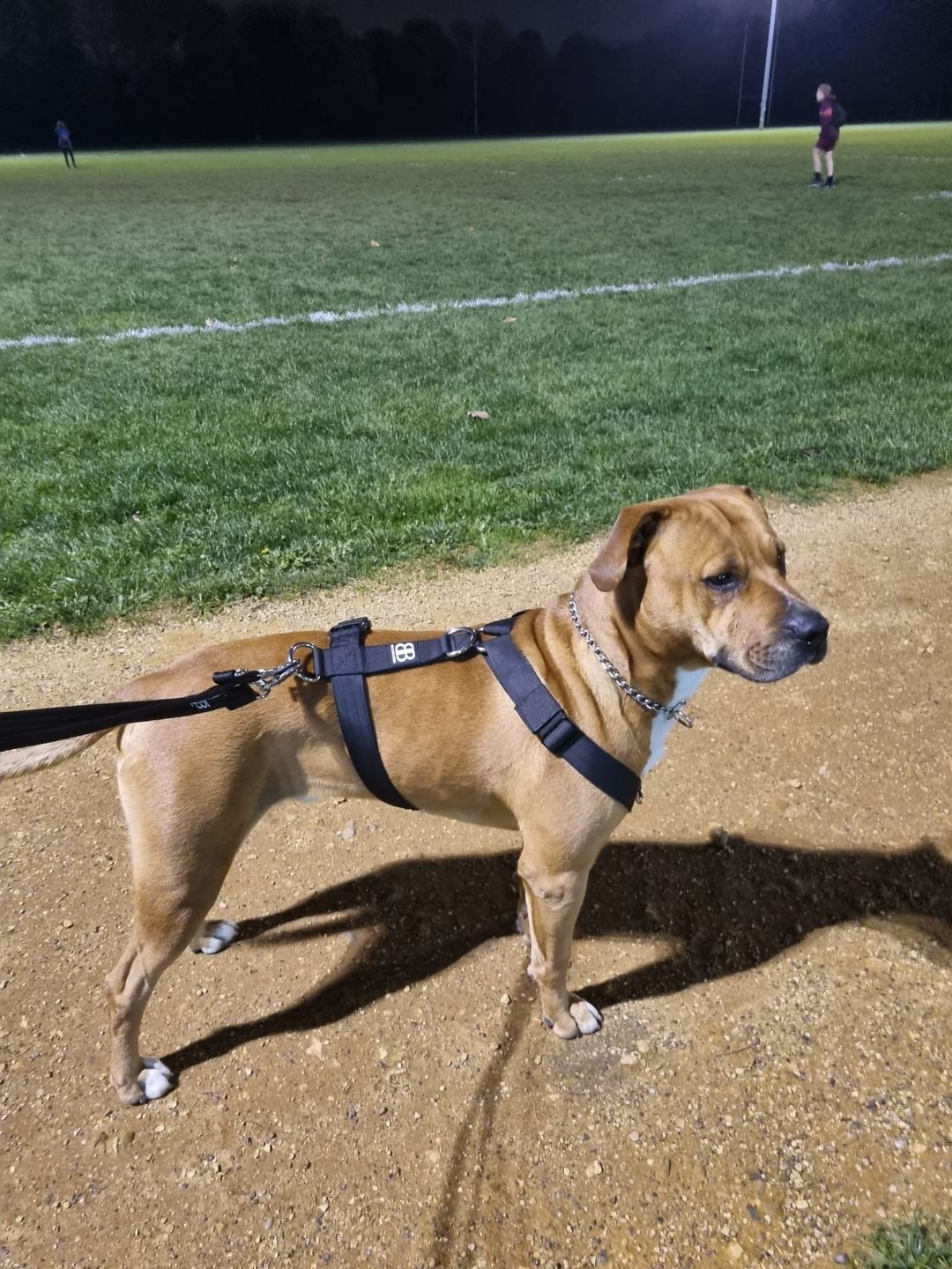 Customer photo review of Double Ended Training Lead | All Breeds - Durable & Soft 2m Lead - Black