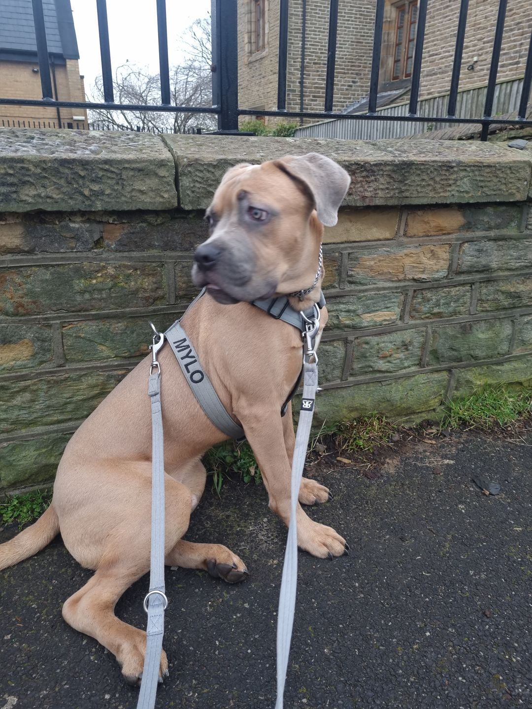 Customer photo review of TRI-Harness® | Anti-Pull, Adjustable & Durable - Dog Trainers Choice - Metal Grey v2.0