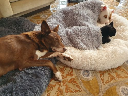 Customer photo review of Cuccia Antistress Per Pelosetti - Super Cucciolo®