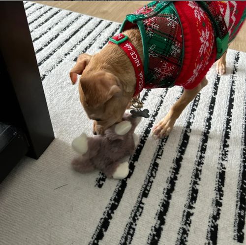 Customer photo review of Christmas plaid dog harness/ boy girl dog harness