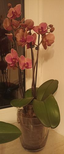 Customer photo review of 3er Set Große Orchideen mit 2 Stielen im Farbmix