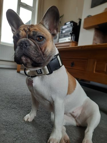 Customer photo review of Dog AirTag Collars (S-XL) - SPRK