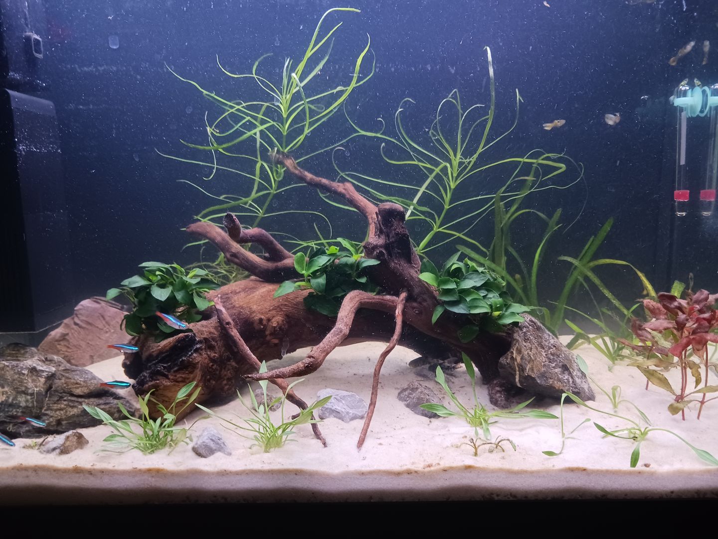 Customer photo review of Shark PRO