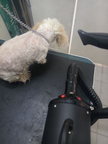 Customer photo review of Secadora Profesional Perros Mascotas Estetica Canina 2850w
