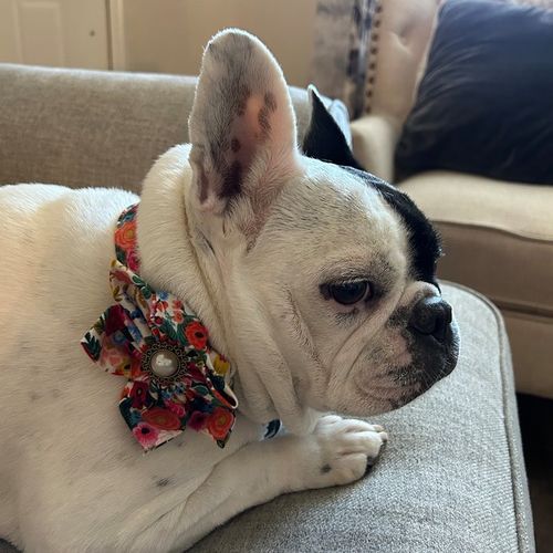 Customer photo review of Dog collar with Flower - Garden Party in cream petite