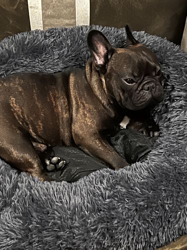 Customer photo review of CalmBed - Motverkar stress & hjälper mot ångest