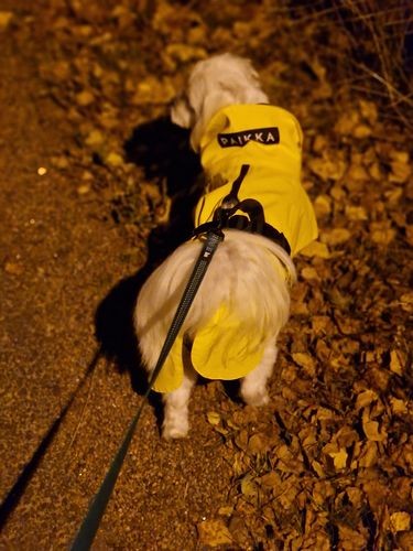 Customer photo review of Visibility Raincoat Lite Yellow for Dogs