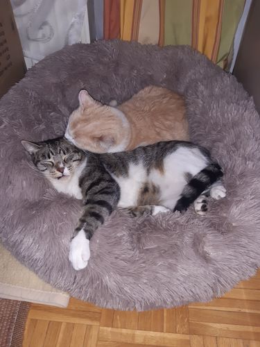 Customer photo review of Puppery Hundebett Wolke 7 - Das Original