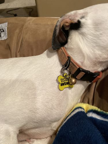 Customer photo review of Terracotta Collar