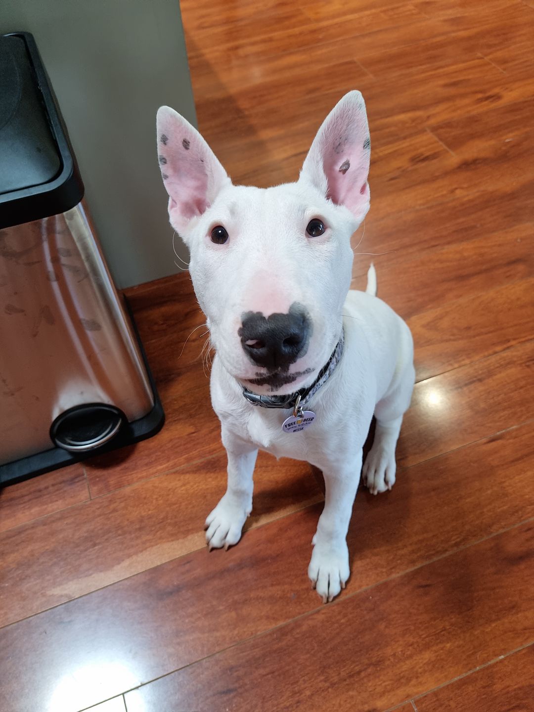 Customer photo review of Premium Aussie Beef Liver