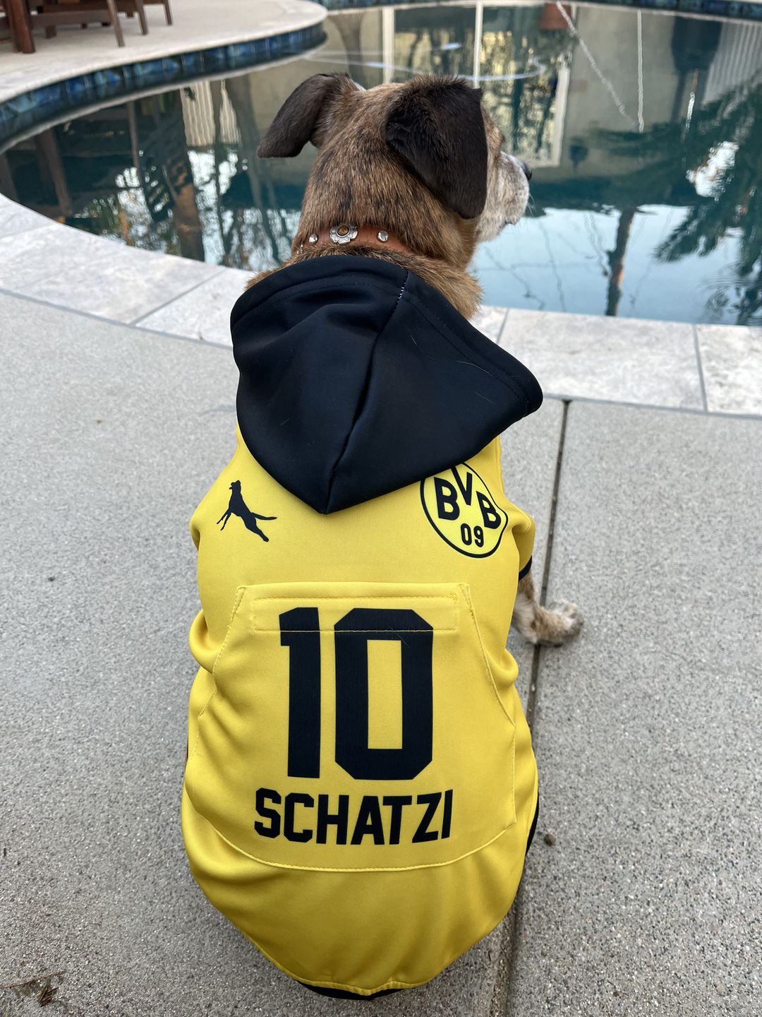 Customer photo review of BVB Borussia Dortmund Dog Hoodie
