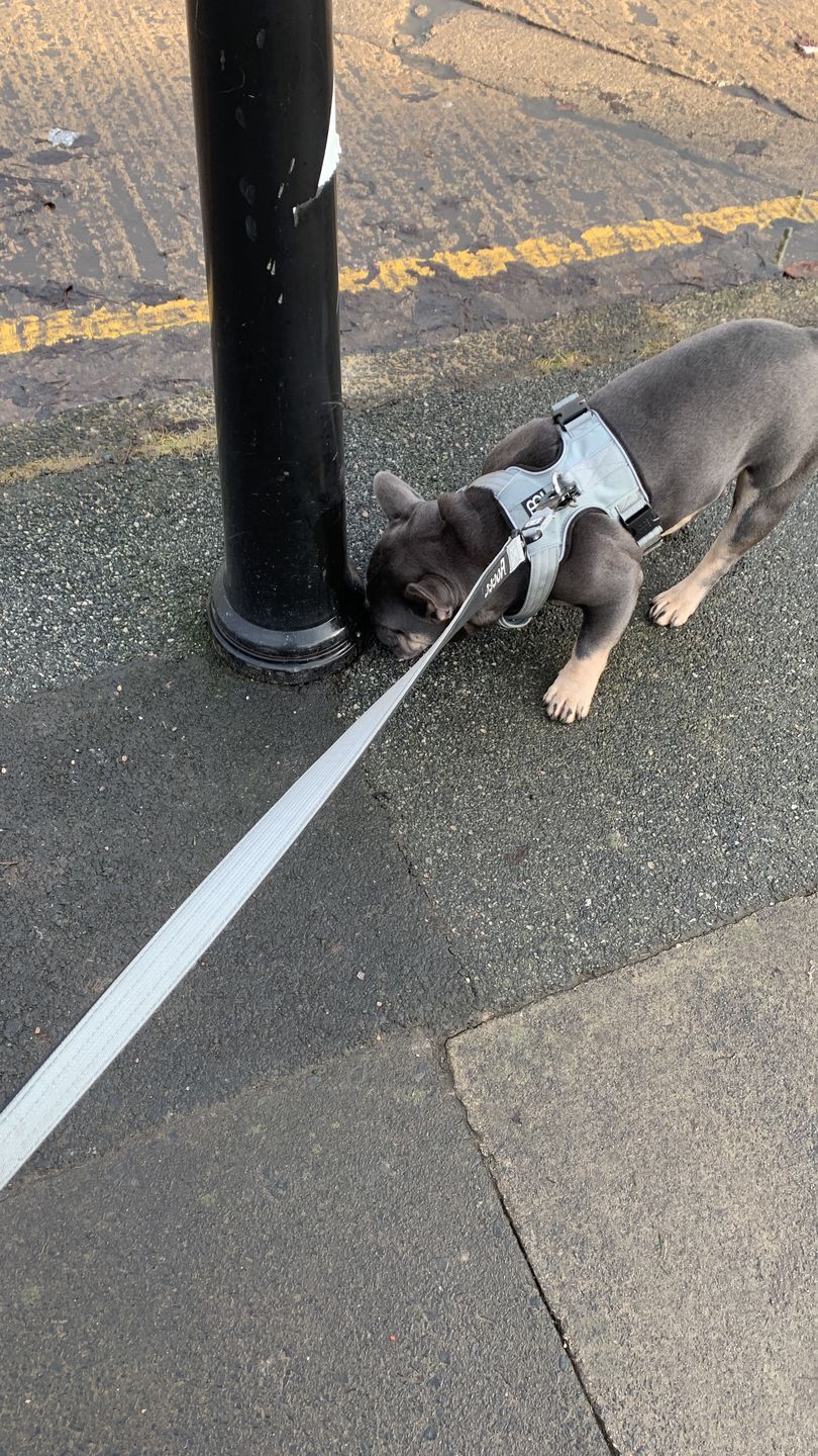 Customer photo review of 1.4m Swivel Combat Lead | Neoprene Lined, Secure Rated Clip with Soft Handle - Metal Grey