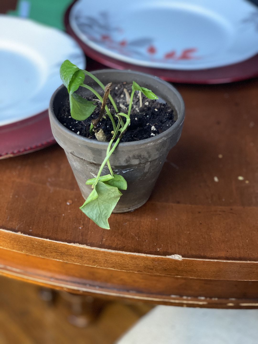 Customer photo review of Plant Care Kit