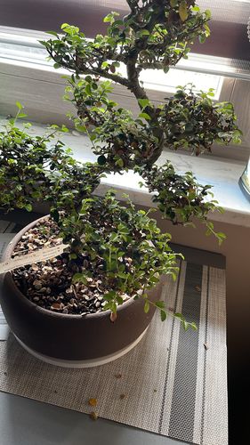 Customer photo review of ATOMIC BOMB PACK CB®