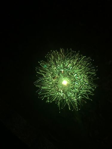 Customer photo review of Dandelion Garden Lights