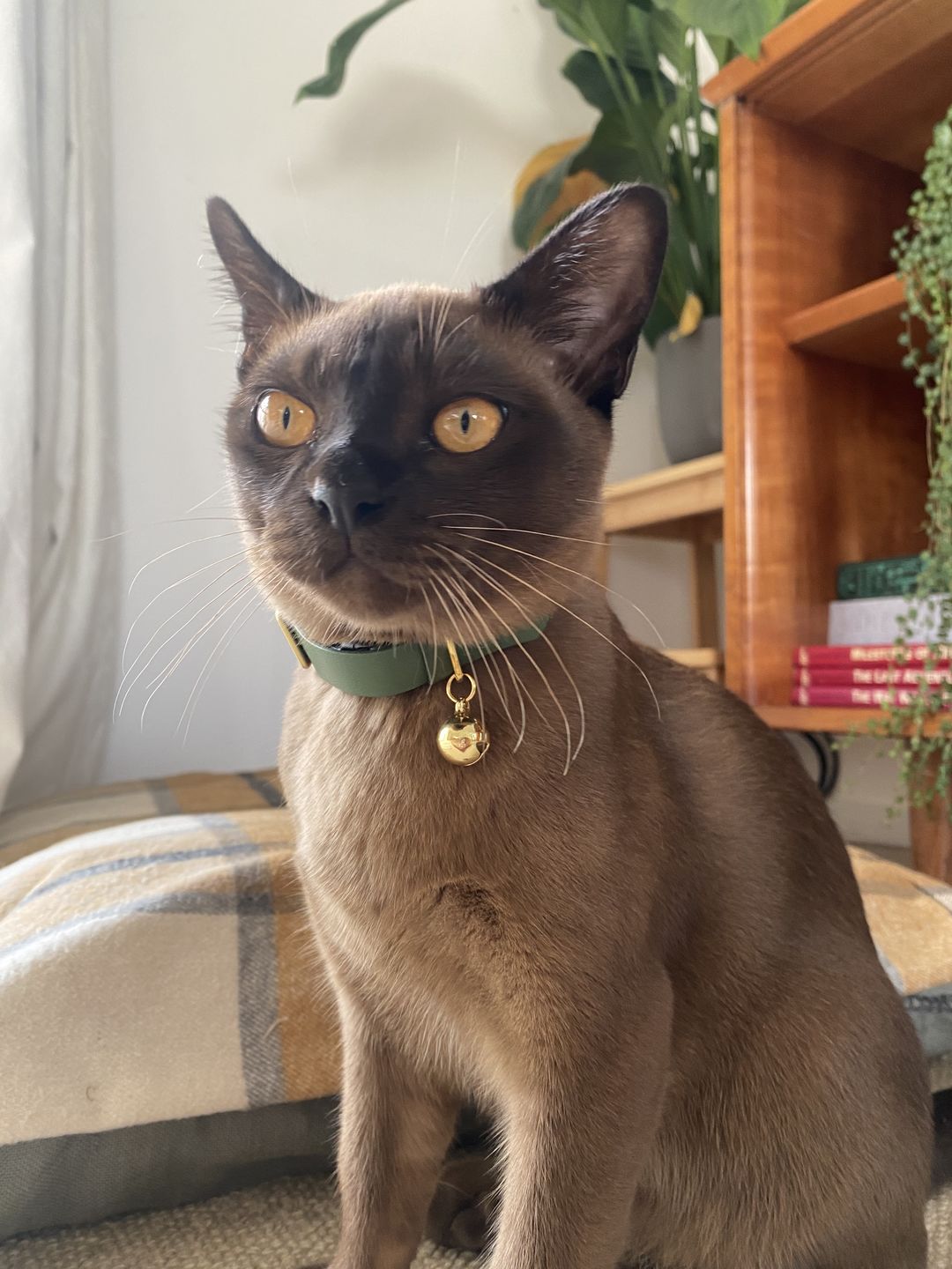 Customer photo review of Leather Cat Collar with Nameplate - Custom Sized