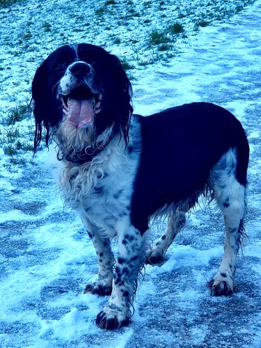 Customer photo review of Samsung Galaxy S10 Refurbished SIM Free