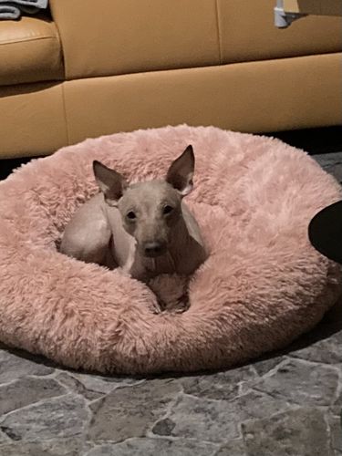 Customer photo review of Puppery Hundebett Wolke 7 - Das Original